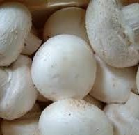 champignon blanc bio