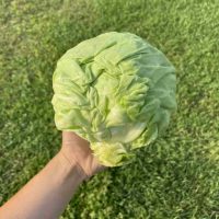 chou été
