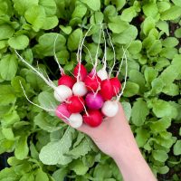 radis mix ferme