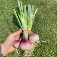 echalote franc
