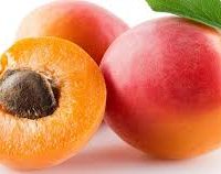 abricot bio
