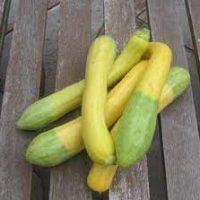 courgette 2 couleurs