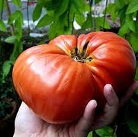 tomate geante