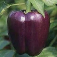 poivron mauve 1