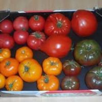 caisse tomate ferme