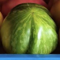 tomate green zebra