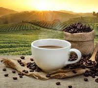 café fort