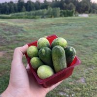 pickles