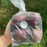 oignon rouge sac