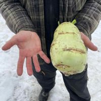 chou rave gargantuesque